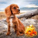 Puppies Jigsaw Puzzle