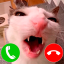 Call the Crunchy Cat