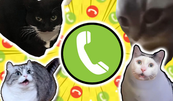 Call the Meme Cats