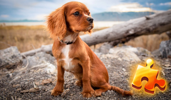 Puppies Jigsaw Puzzle