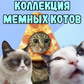 Коллекция мемных котов