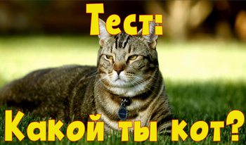 Тест: Какой ты кот?