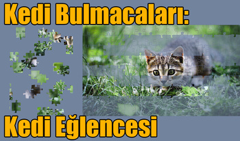 Kedi Bulmacaları: Kedi Eğlencesi